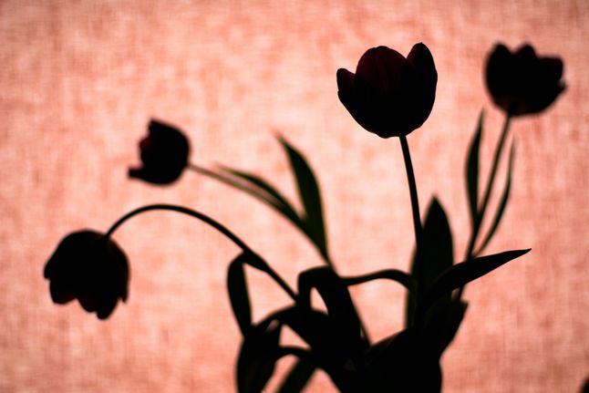 Tulips, bouquet de tulipes