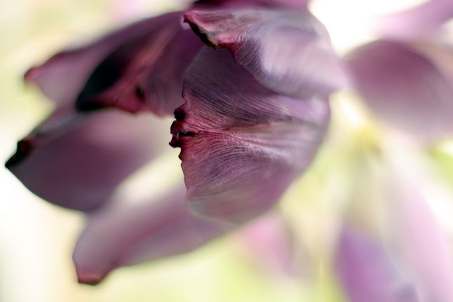 Agonising tulip, Tulipe mourante